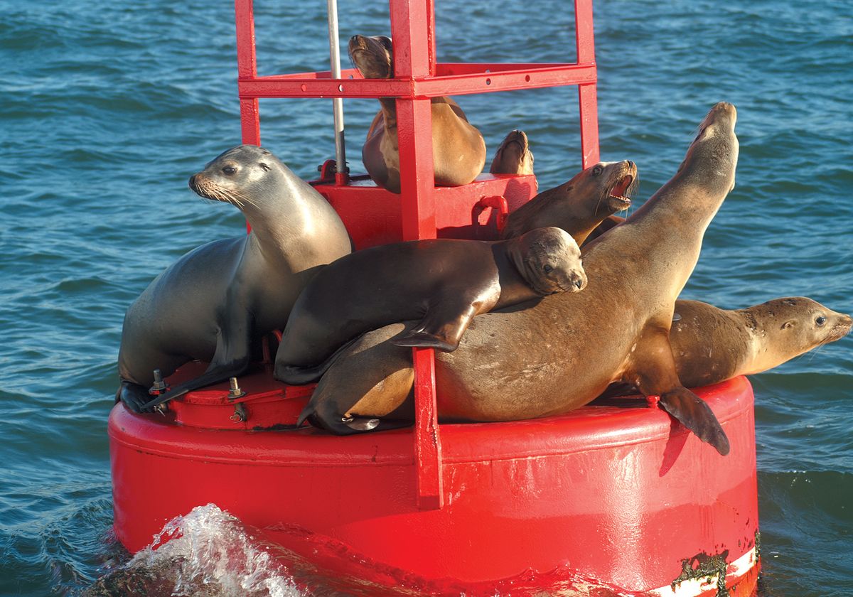 Where to See Seals in San Diego - San Diego Speed Boat Adventures