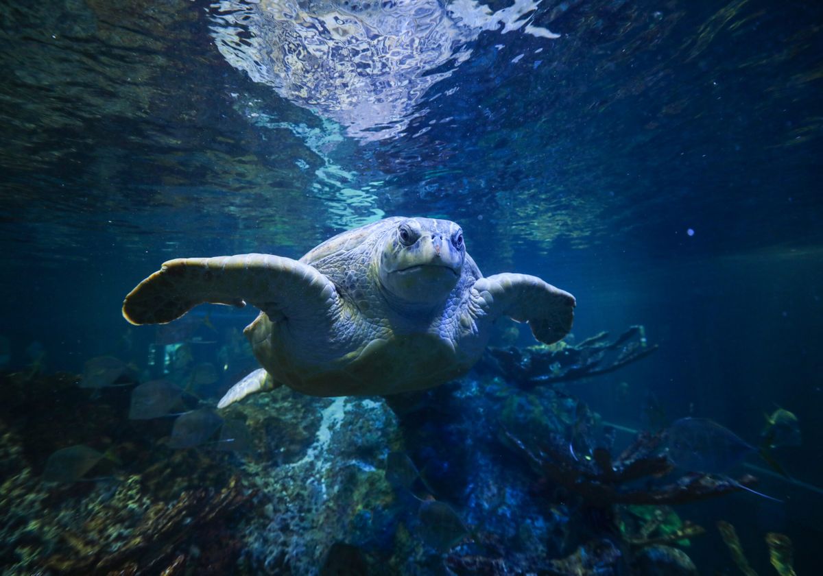 Crociera Ecoventure e Acquario del New England - Esperienze in città