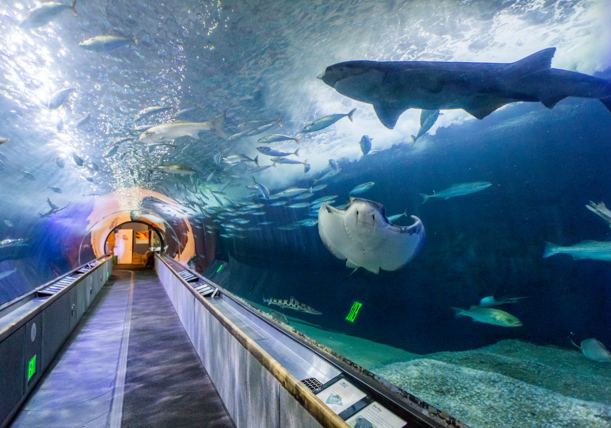 Francisco: Aquarium of Bay