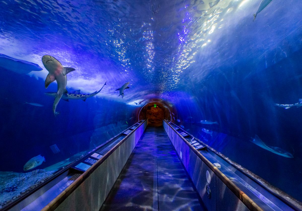 Francisco: Aquarium of Bay