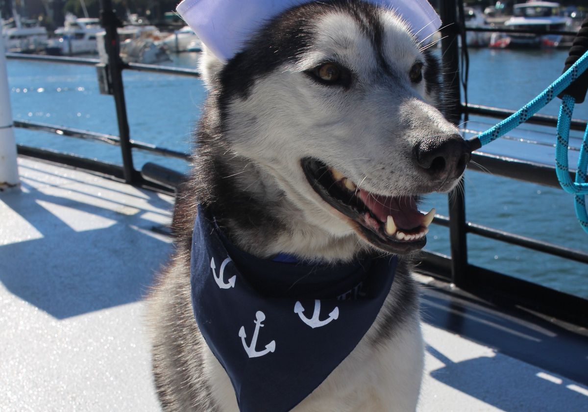 San Diego Pet Day on the Bay