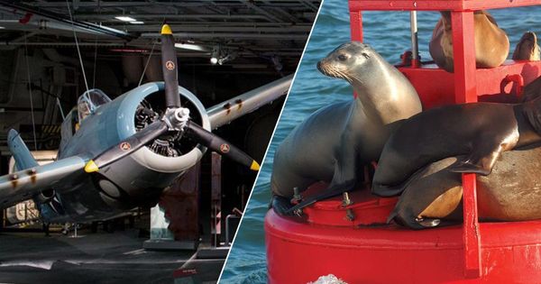 Two-Hour Harbor Cruise & Sea Lion Adventure San Diego Tickets