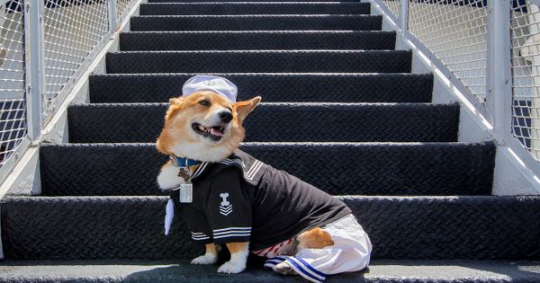 Photos of dogs wearing baseball gear on National Dog Day