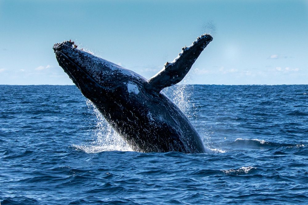 Baleen Whales in San Diego | Baleen Whale Watching | Hornblower