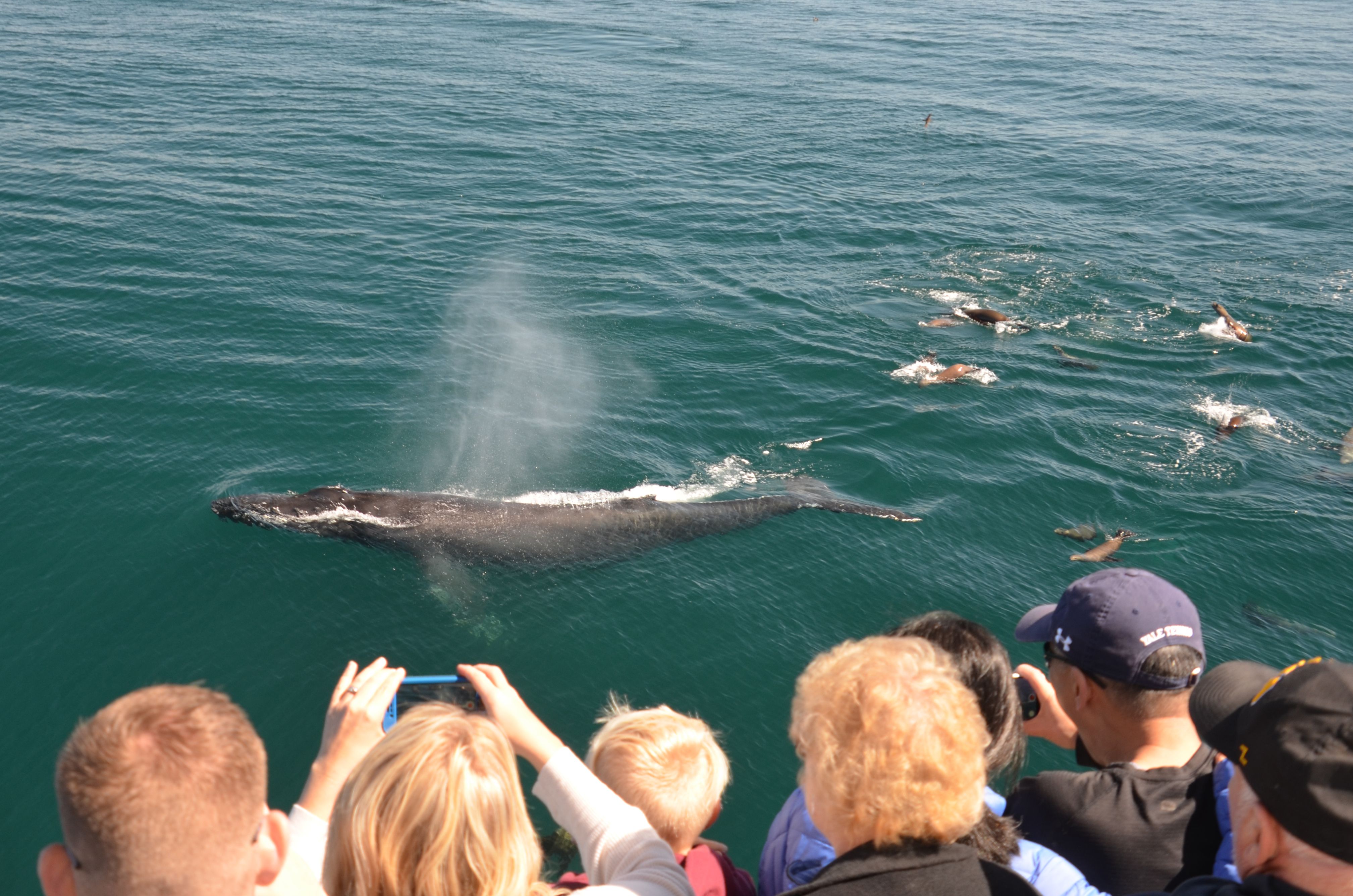 Humpback Whale Feeding Frenzy - Hornblower Cruises & Events